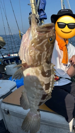 クエの釣果