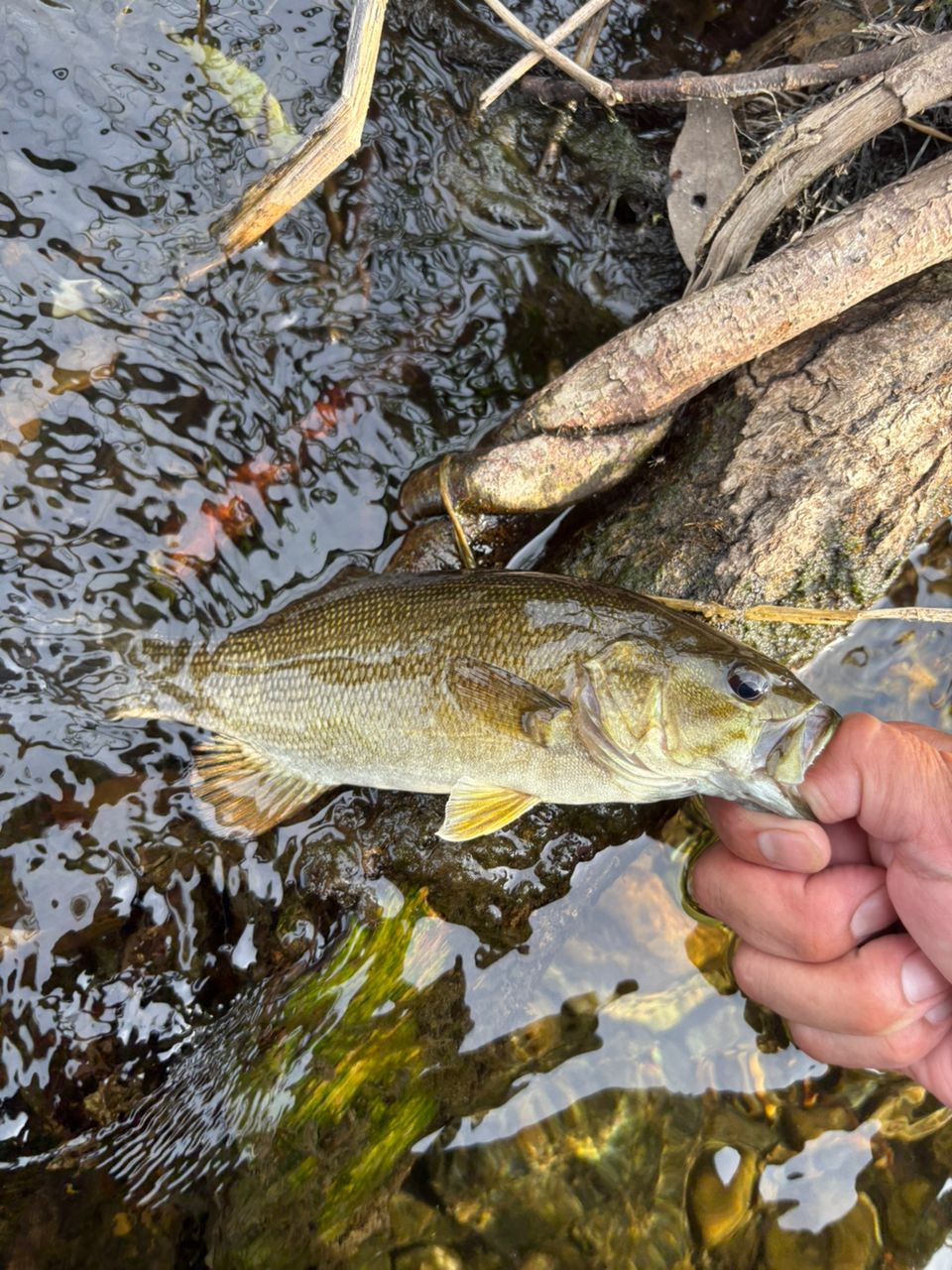 スモールマウスバス