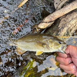 スモールマウスバス