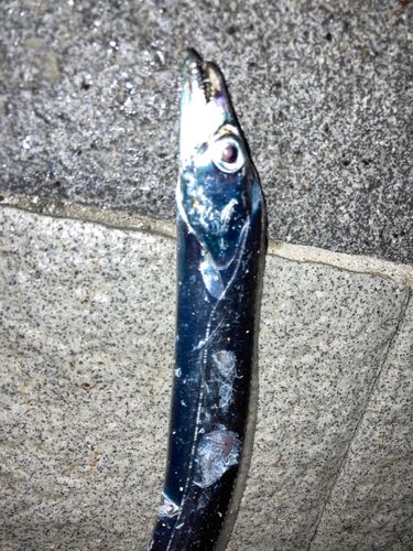 タチウオの釣果