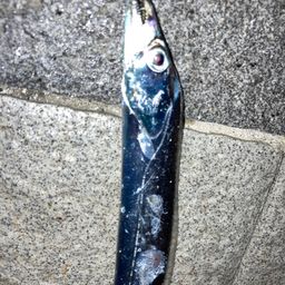 タチウオ