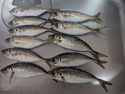 アジの釣果