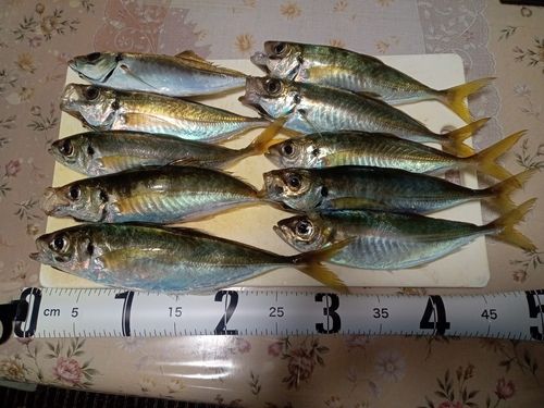 マアジの釣果