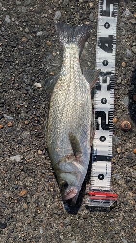 ヒラスズキの釣果