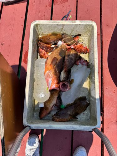 アコウの釣果