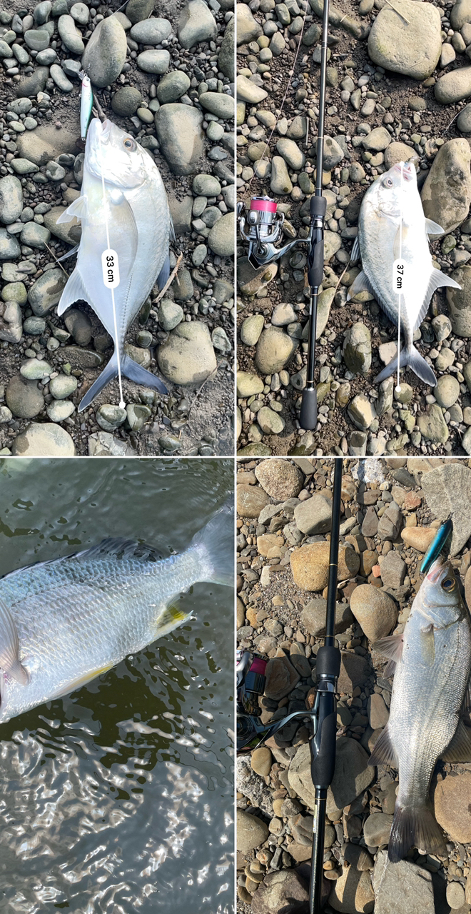 SHIMANO 22ステラ C2500SXGの最安値・インプレ・釣果 | 本音の