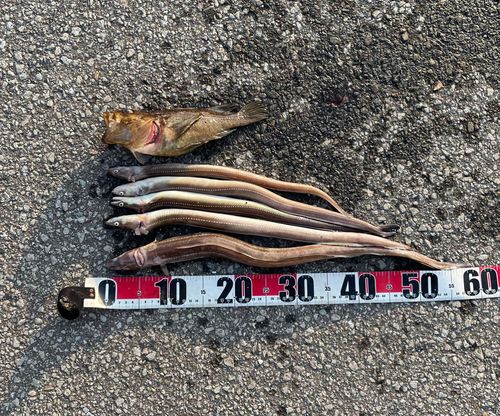 アナゴの釣果