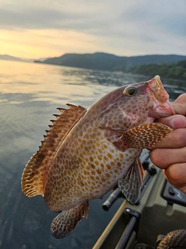 オオモンハタの釣果
