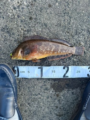 アイナメの釣果