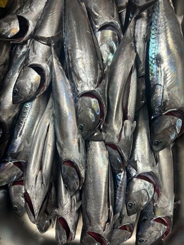 ソウダガツオの釣果