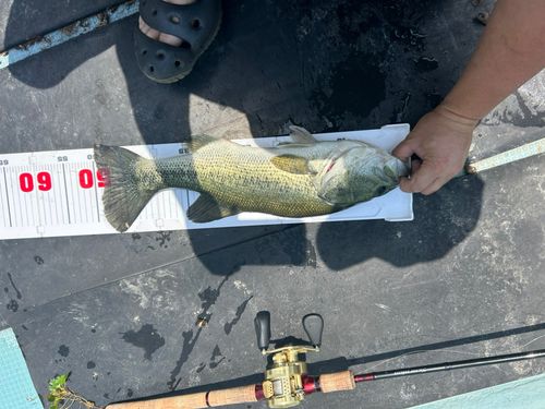 ブラックバスの釣果