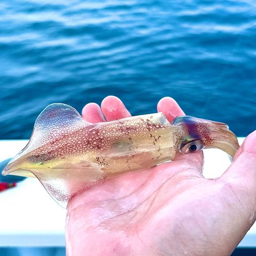 マルイカの釣果