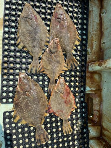 カワガレイの釣果