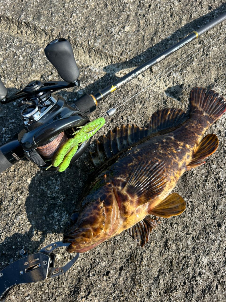 タケノコメバル