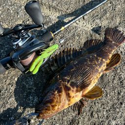 タケノコメバル