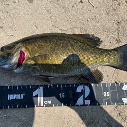 スモールマウスバス