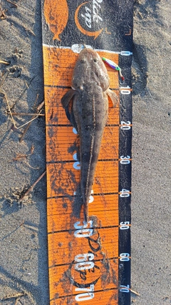 マゴチの釣果
