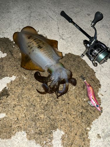 アオリイカの釣果