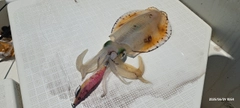 シロアマダイの釣果