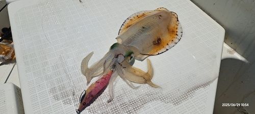 シロアマダイの釣果
