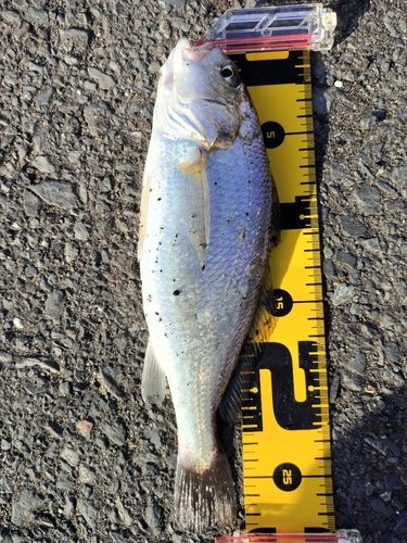 イシモチの釣果