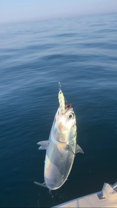 ソウダガツオの釣果