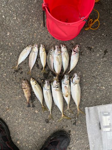 アジの釣果