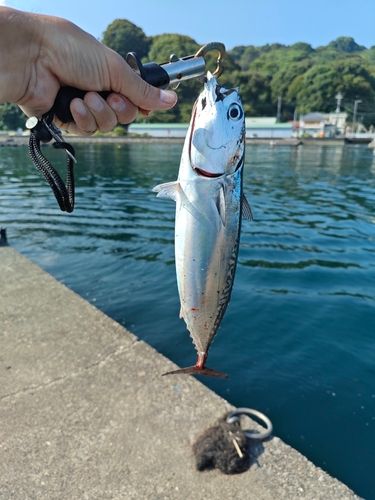 マルソウダ