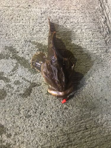 カジカの釣果