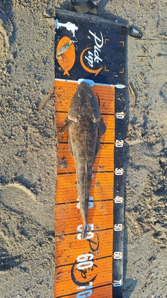 マゴチの釣果