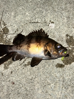 メバルの釣果