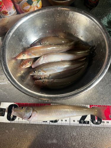 キスの釣果