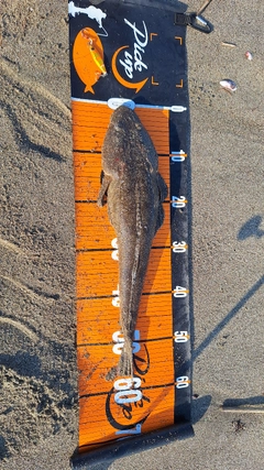 マゴチの釣果