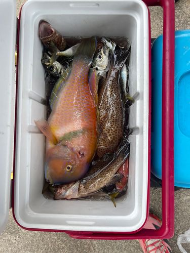 オオモンハタの釣果