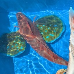 ホウボウ