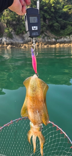 アオリイカの釣果