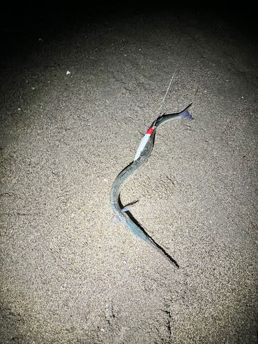 ダツの釣果