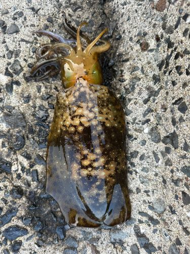 アオリイカの釣果