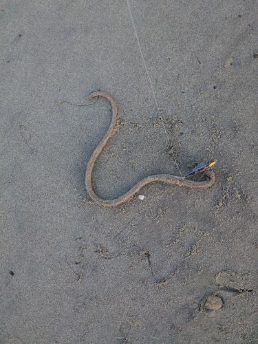 ダイナンウミヘビの釣果