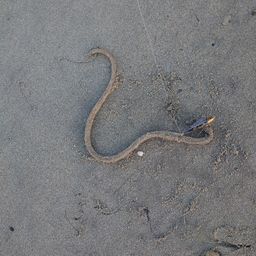 ダイナンウミヘビ