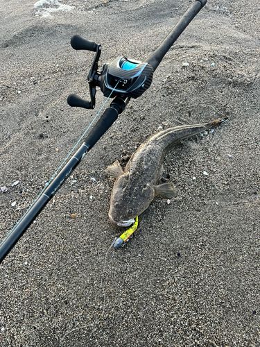 マゴチの釣果