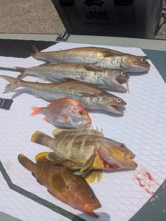アオハタの釣果
