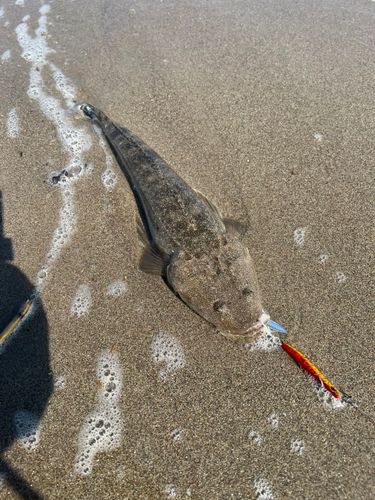 マゴチの釣果