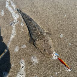 マゴチ