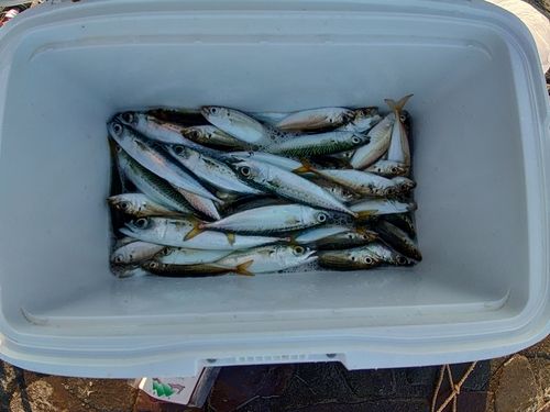 サバの釣果
