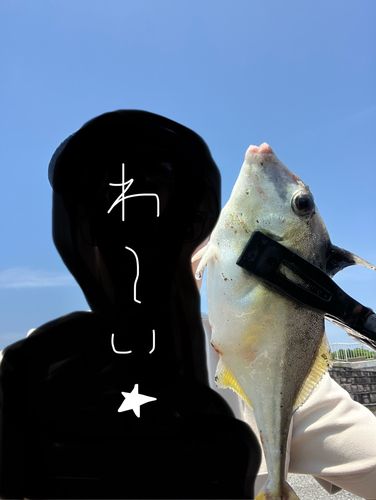 キスの釣果