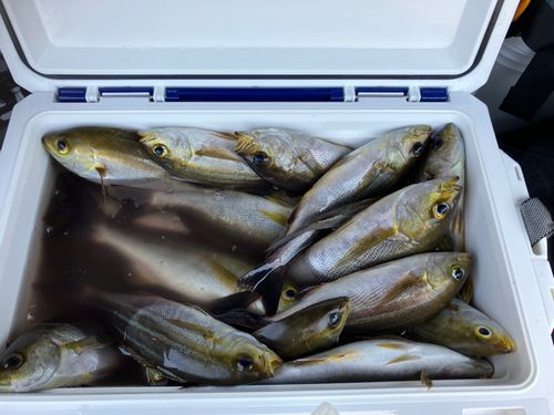 イサキの釣果
