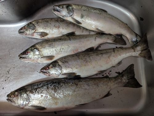 サクラマスの釣果