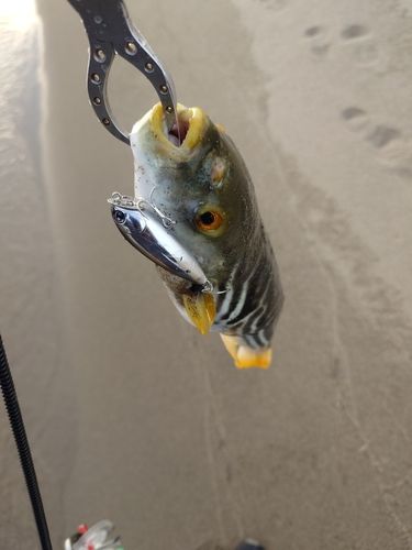 クサフグの釣果