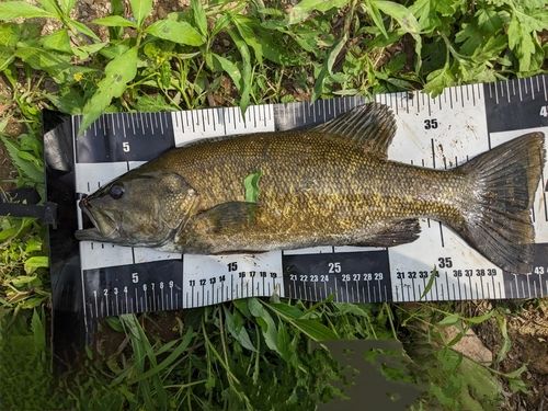 スモールマウスバスの釣果